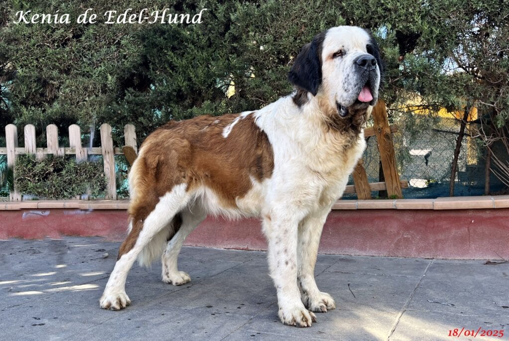 Kenia de Edel-Hund