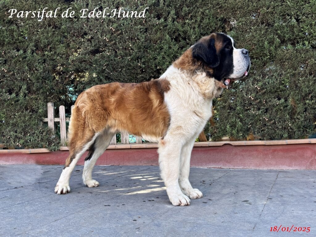 Parsifal de Edel-Hund